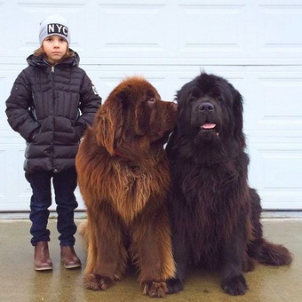 Anjing besar ras Fakta Anjing