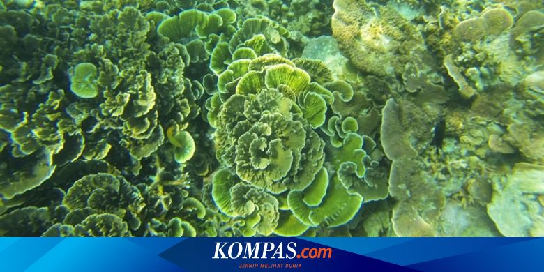 Patut Disimak Panduan Wisata Bahari Ramah Lingkungan