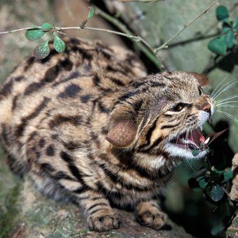 Ilustrasi kucing black-footed atau kucing berkaki hitam.