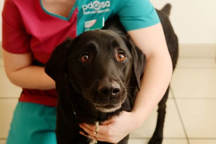 Inilah Marley, seekor anjing Labrador berusia tujuh tahun di Bournemouth, Inggris, yang dilaporkan nyaris mati setelah memakan 34 dekorasi pohon Natal.