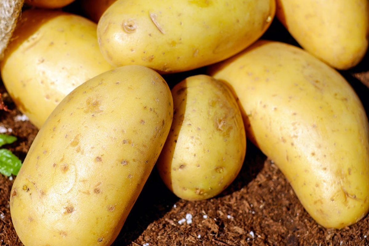 Ilustrasi menanam kentang. 