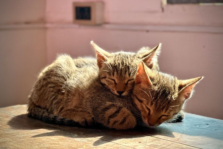 Bukan Cuma Manusia, Kucing dan Anjing Juga Bisa Berduka