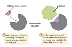 Apoenzim, Protein Penyusun Enzim