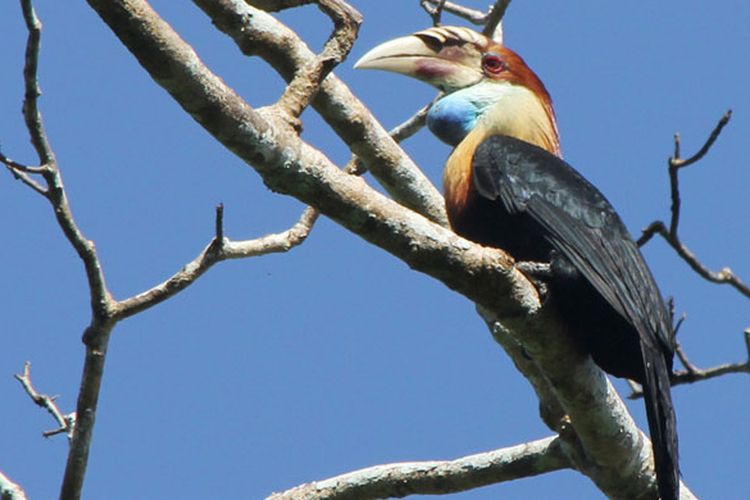 Burung Julang Sumba merupakan burung endemik Pulau Sumba, Nusa Tenggara Timur. Burung ini hanya dijumpai di kawasan hutan Taman Nasional MataLawa Sumba.