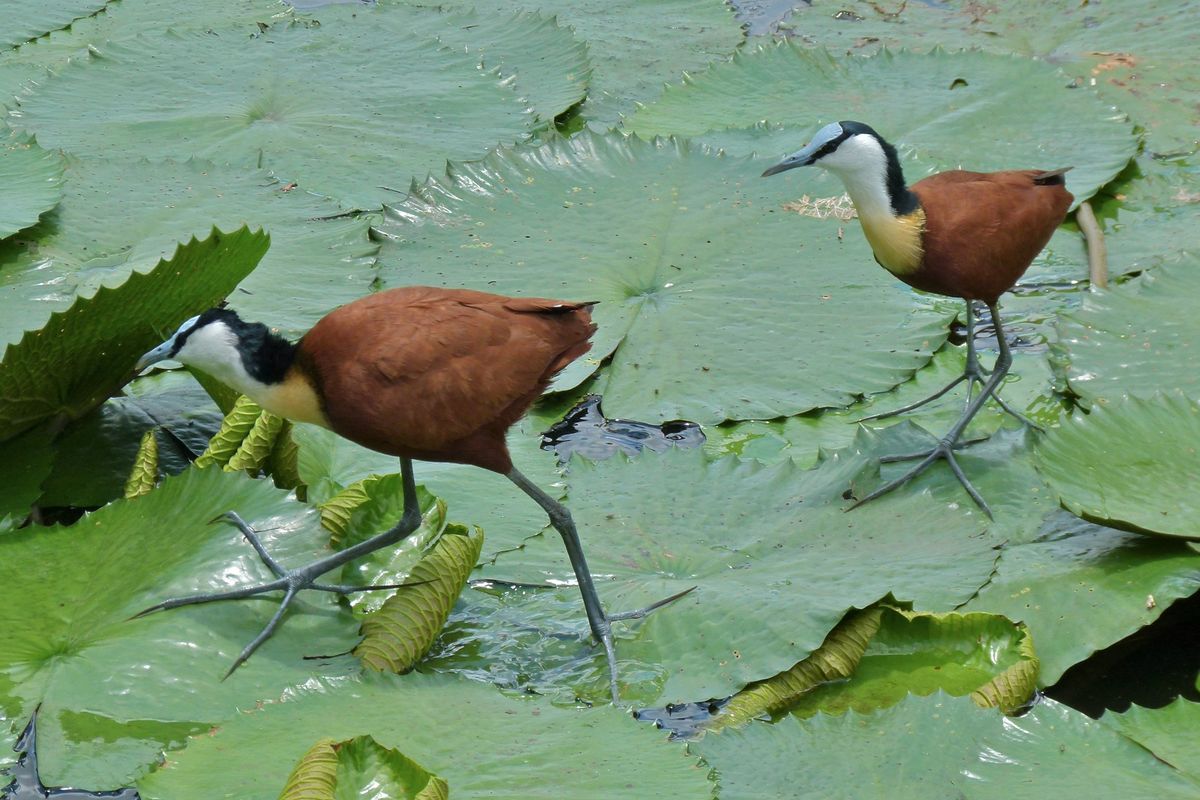 Jacana Afrika betina, di sebelah kiri, lebih besar dari jantan.