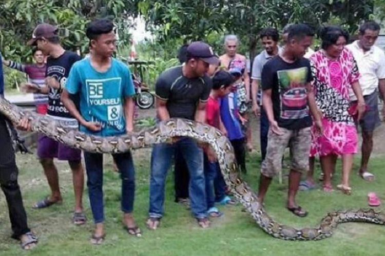 Warga Desa Sailong, Kecamatan Dua Boccoe, Bone, digegerkan penemuan ular piton yang menelan hidup-hidup seekor