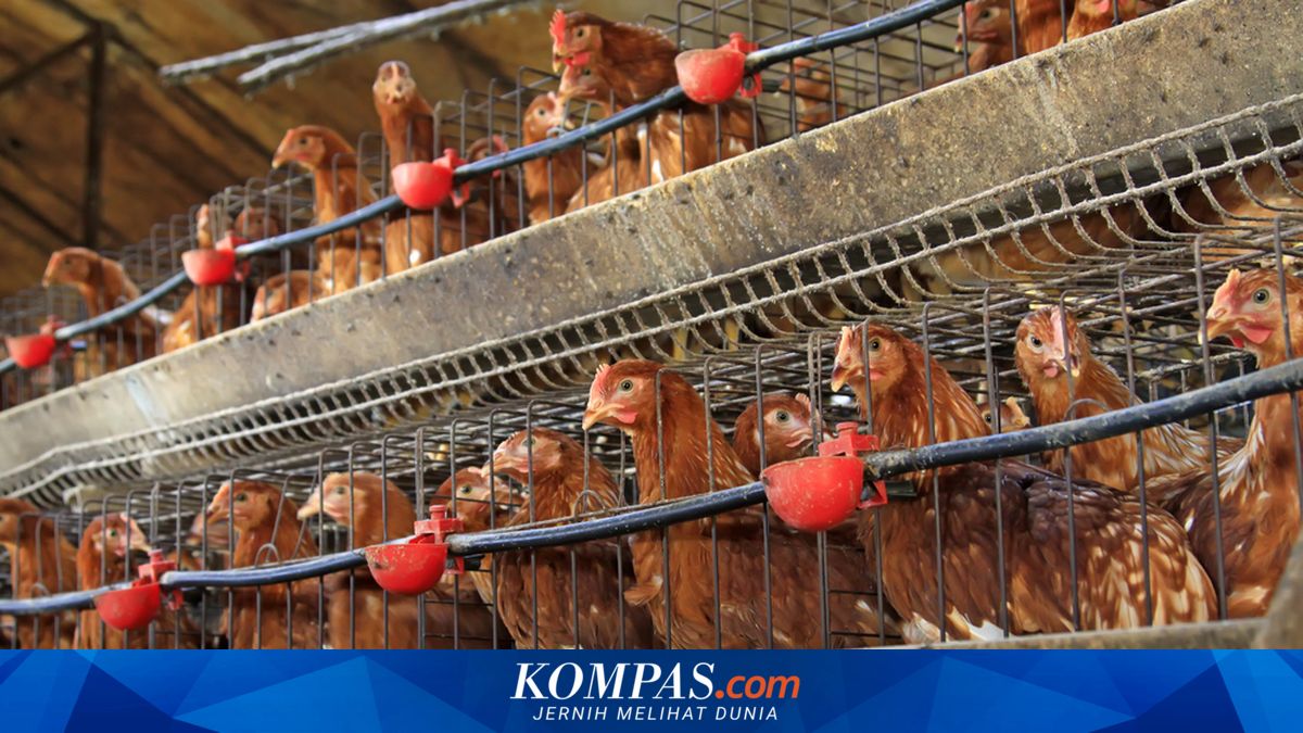 Harga Ayam Hidup Anjlok, Peternak Rugi hingga Rp 10.000 per Ekor