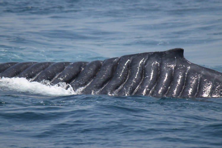 Bladerunner, si paus bungkuk terlihat di Twofold Bay, Australia pada Oktober 2013