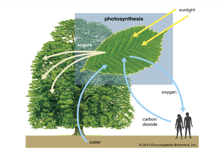Berikut ini merupakan teknologi yang terinspirasi dari proses fotosintesis yang terjadi dalam daun adalah
