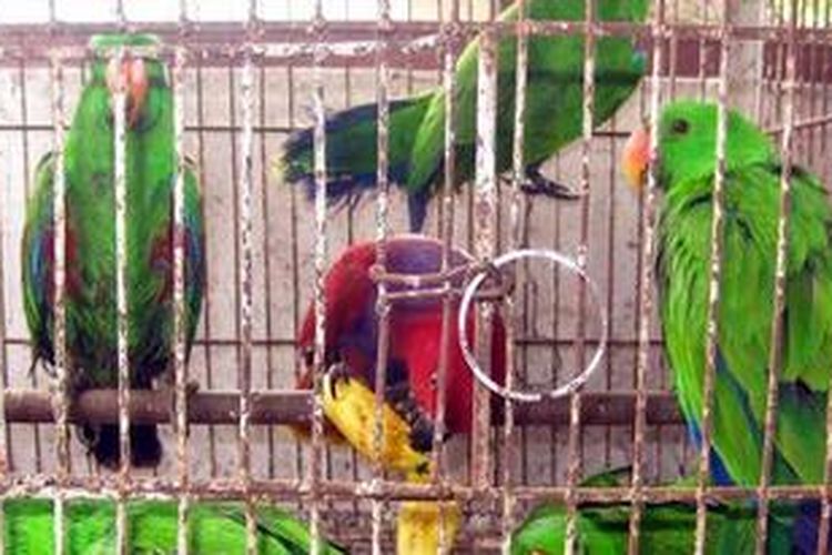 Profauna Protes Izin Angkut Burung Nuri Langka