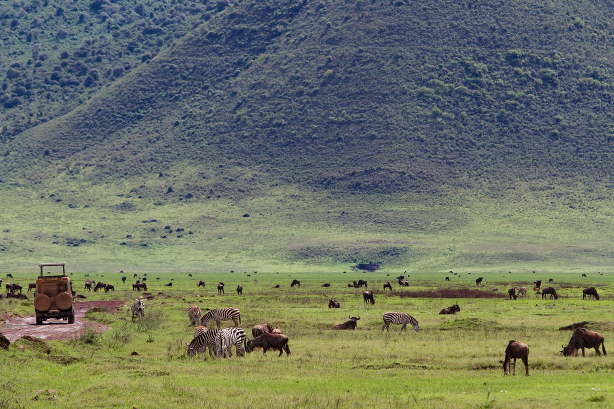 Keanekaragaman hewan di safari di Kawah Ngorongoro selama musim hujan di Tanzania.