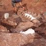 Fosil Dinosaurus di Argentina Jadi Mahluk Terbesar di Bumi yang Pernah Ditemukan 