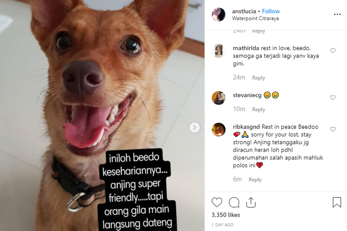 Beedo, seekor anjing milik @anstlucia, ditembak seorang pria dengan senapan angin. Anjing ini ditembak berkali-kali hingga tak bernyawa di depan anak-anak.