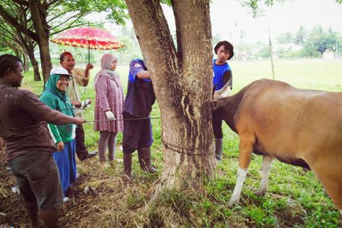 Wabah Antraks Kembali Serang Gorontalo