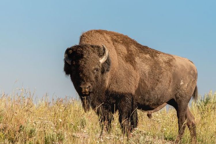 Ilustrasi bison liar, salah satu fauna di benua Eropa.