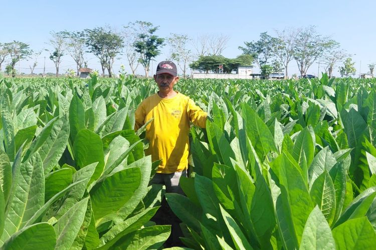 Kekeringan Jadi Berkah Bagi Petani Tembakau di Ngawi, Harga Melonjak Jadi Rp 60 Ribu/Kg