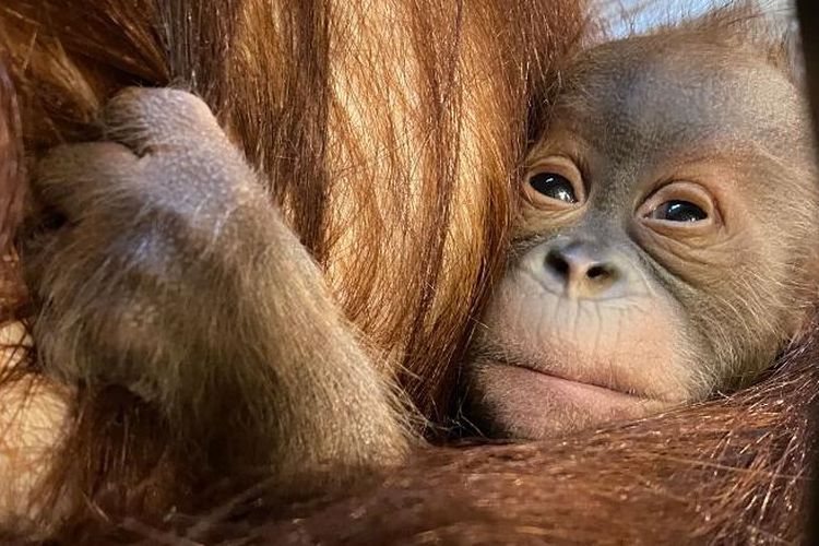 Bayi orangutan jantan yang lahir di Belgia pada 28 November itu bernama Mathai. 
