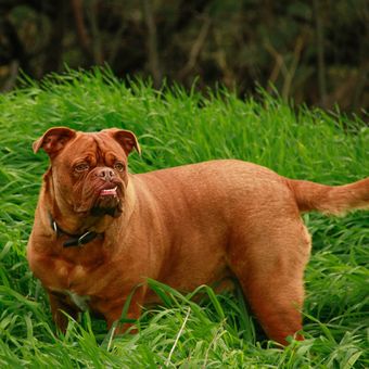 Ilustrasi anjing bulldog, ilustrasi Dogue de Bordeaux. 