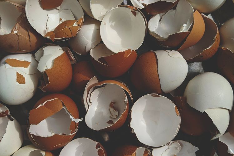 Ilustrasi cangkang telur. 