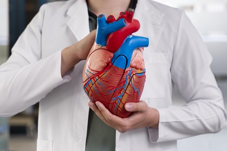 Ilustrasi jantung. Jantung bisa mengalami pembengkakan yang disebut kardiomegali. Ini menggambarkan jantung yang lebih besar dari biasanya. Tanda-tandanya bisa meliputi pusing dan kaki bengkak.