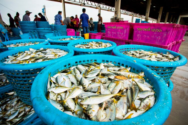 Ilustrasi ikan segar hasil tangkapan nelayan. 