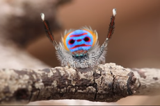 Punya Daya Pikat Tubuh Berwarna Pelangi, Ini Rahasia Laba-laba Merak