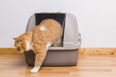 Cara Hilangkan Bau Urine Kucing dengan Bahan yang Ada di Rumah