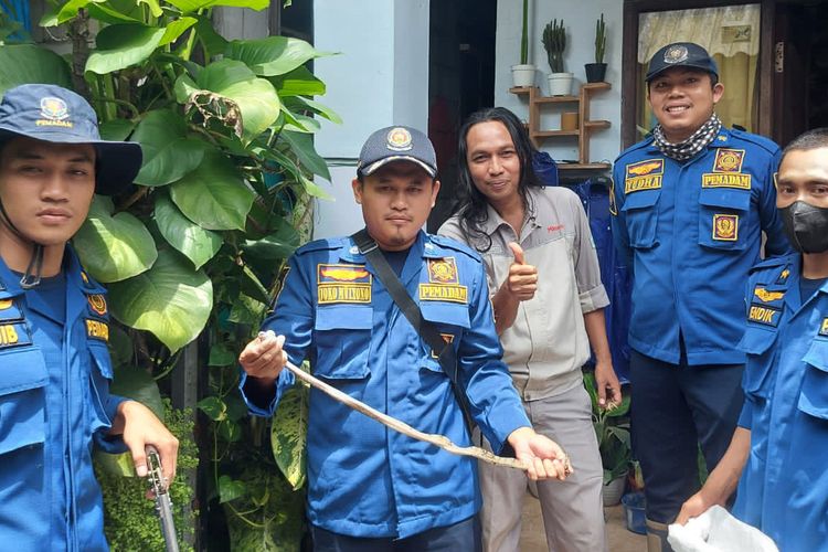 Petugas Damkarla Gresik menunjukkan ular piton yang ditangkap dari pot bunga di halaman rumah Suhariyanto, yang berada di Desa/Kecamatan Driyorejo, Gresik, Jawa Timur, Selasa (22/11/2022).