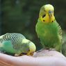 3 Burung Peliharaan yang Cocok Dipelihara Bersama Anak-anak