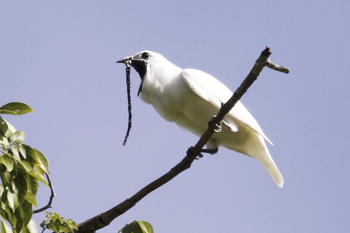 Burung bellbird jantan (Procnias albus) memiliki suara sangat keras ketika kawin, melebihi ambang batas rasa sakit manusia