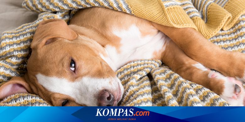 10 Penyakit Penyebab Anjing Muntah yang Harus Diwaspadai