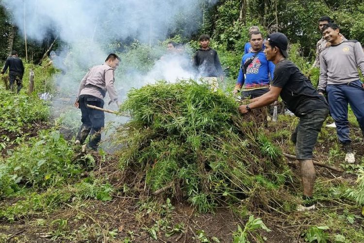 Personel Polres Mandailing Natal melakukan pemusnahan ladang ganja di Perbukitan Tor Sihite Sumur Holbung, Desa Pardomuan, Kecamatan Panyabungan Timur.  