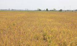 Kementan Pastikan Program Food Estate Tunjukkan Hasil Positif