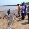 Terjebak Jaring Nelayan hingga Terdampar, Hiu Paus Dua Ton Mati di Perairan Jepara