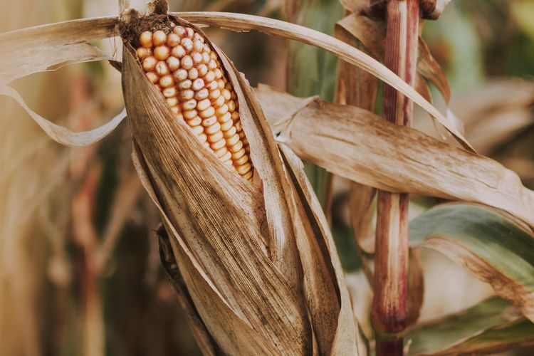 ilustrasi tanaman jagung yang terserang penyakit