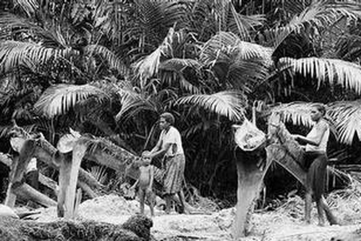 Ilustrasi tanaman sagu