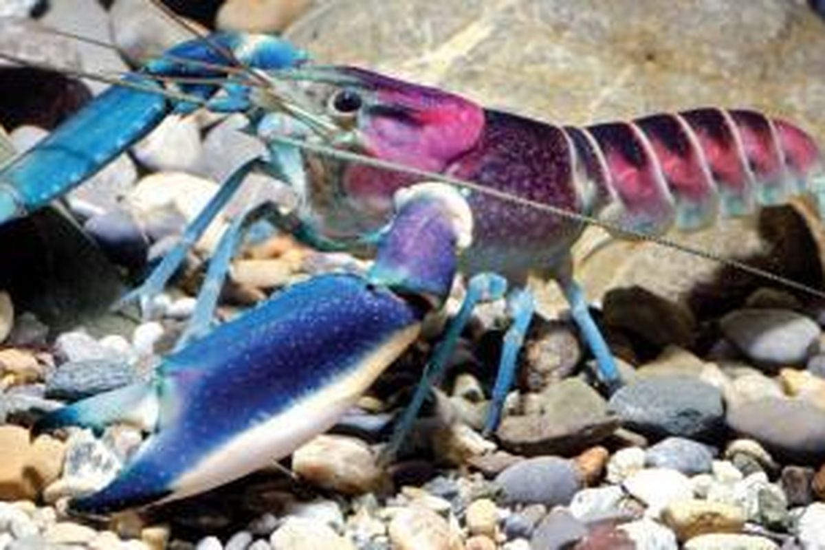 Lobster Cherax pulcher jantan dewasa yang dipotret di Aquarium Dietzenbach 