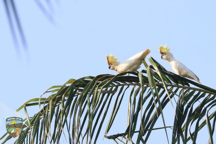 Kakatua jambul kuning abbotti terancam punah. Warga Pulau Masakambing, Sumenep, Jawa Timur, menanam pohon kelengkeng sebagai sumber pakan.