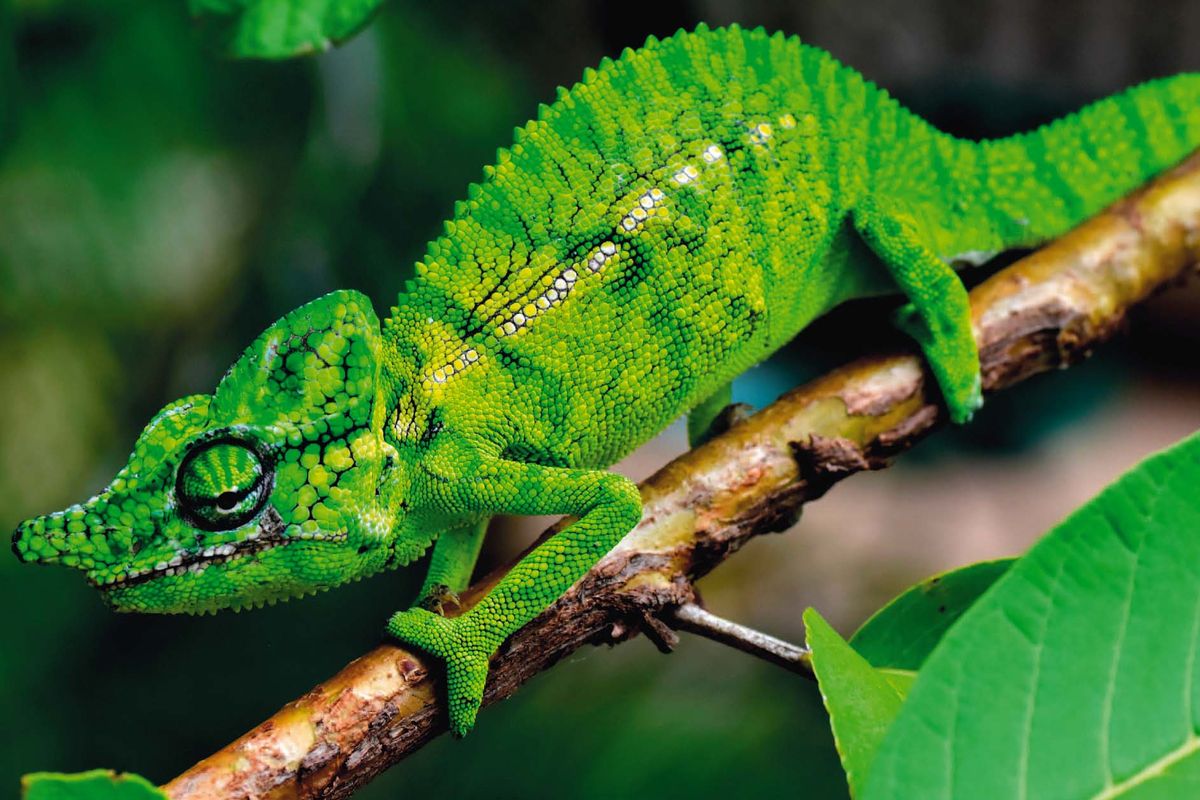 Bunglon Voeltzkow, bunglon asal Madagaskar ditemukan lagi setelah 100 tahun. Bunglon ini hidupnya di kawasan hutan yang umumnya sulit dijangkau.