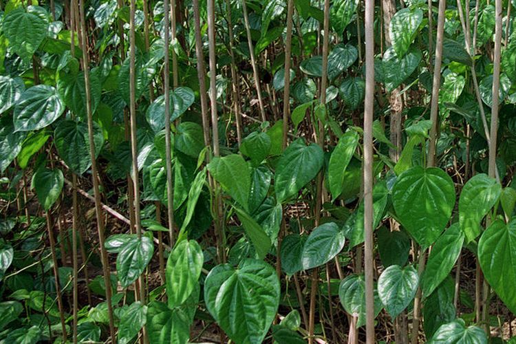 Ilustrasi menanam sirih, daun sirih, tanaman sirih.