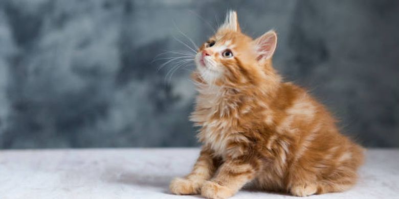 mengenal ras kucing American Bobtail.