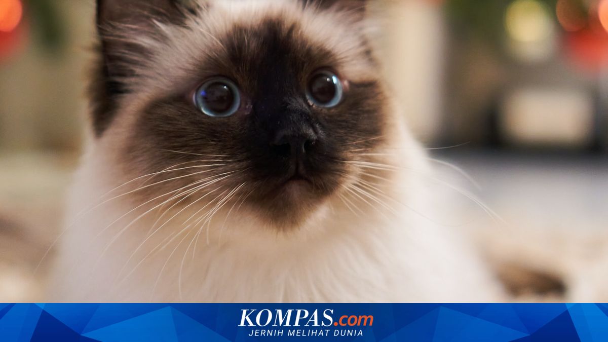 7 Jenis Kucing Paling Ramah, Bikin Gemas