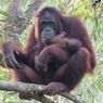 Hari Orangutan Sedunia, Populasinya yang Kian Mengkhawatirkan