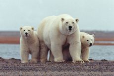 Perubahan Iklim Bisa Akibatkan Beruang Kutub Punah dalam 10 Tahun