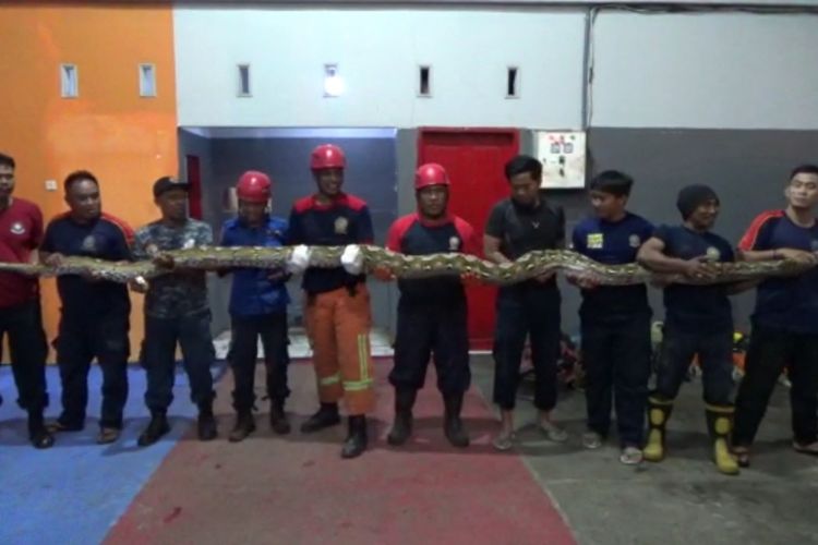 (SULSEL) Damkar Parepare Tangkap Piton 7 Meter Berat 300 Kilogram