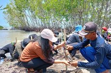 Mengulik Manfaat Mangrove: Menahan Abrasi, Serap Jejak Karbon, dan Melindungi Spesies Rentan