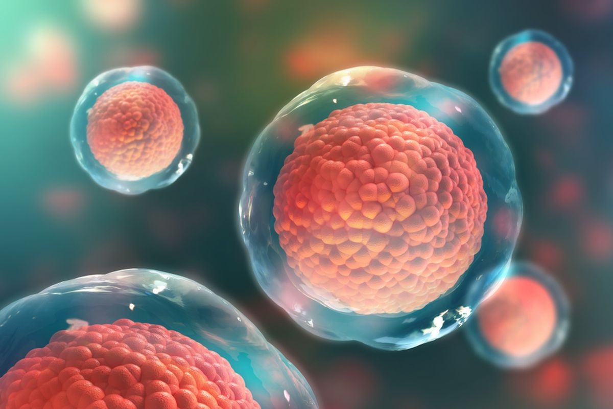 Ilustrasi sel punca. Sel punca dapat diartikan sebagai 'materi kasar' dari tubuh manusia. 