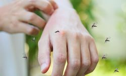 Tanpa Bahan Kimia, Ini 4 Cara Alami Mengusir Nyamuk dari Halaman Rumah