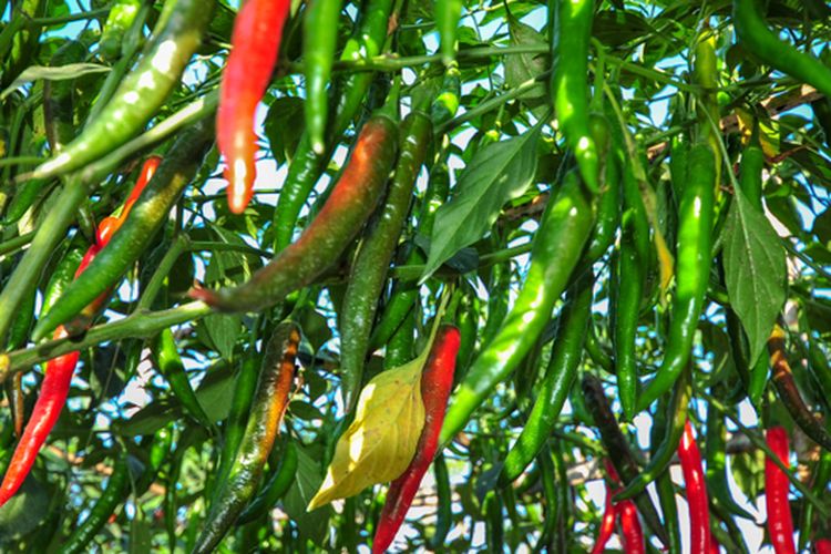 Ilustrasi tanaman cabai, menanam cabai.