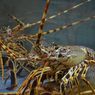 Provinsi NTB, Daerah Penghasil Lobster Terbesar di Indonesia yang Jadi Lokasi Pengembangan Shrimp Estate